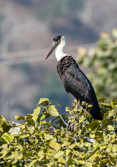 Safeguarding biodiversity meaningfully